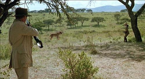 非洲狼视频,草原霸主的生活轨迹