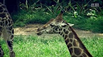 动物与人交配视频,科学与伦理的边界探索