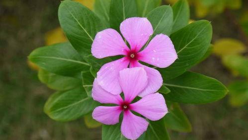 长春花摘心视频,视频详解助您轻松掌握