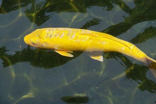 锦鲤繁殖方法视频,视频教程带你轻松掌握繁殖技巧