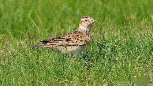 百灵鸟压口蛋口视频