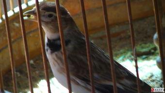 百灵鸟压口蛋口视频