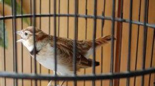 百灵鸟压口蛋口视频